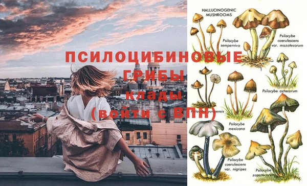 apvp Алзамай